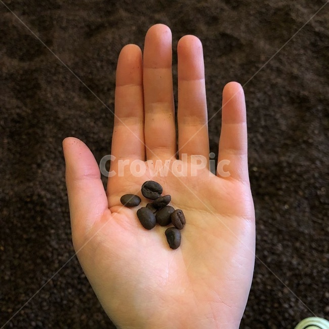 여자손,커피,커피원두,커피콩,원두