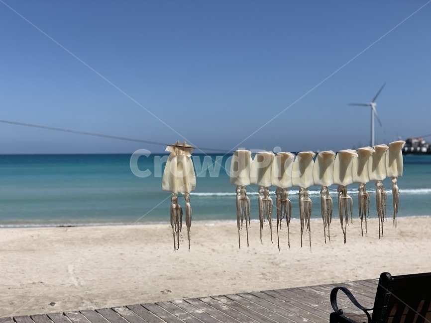 바다,바닷가,오징어,풍경,해변,sea,beach,squid,landscape,scenery,경치
