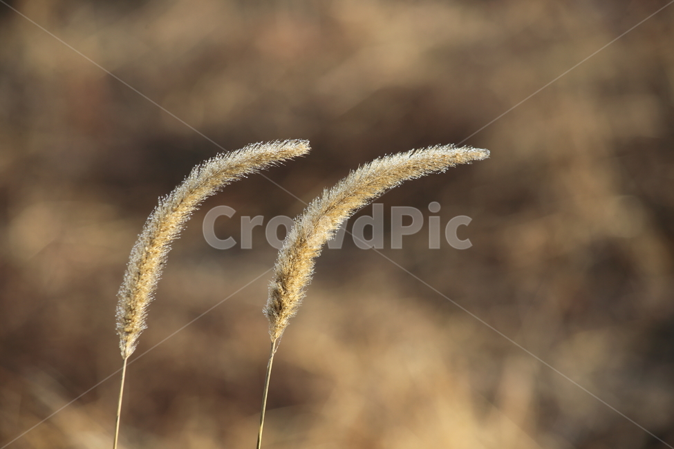 강아지풀,식물,잡초,풀,greenbristlegrass,식물,자연,plants,nature