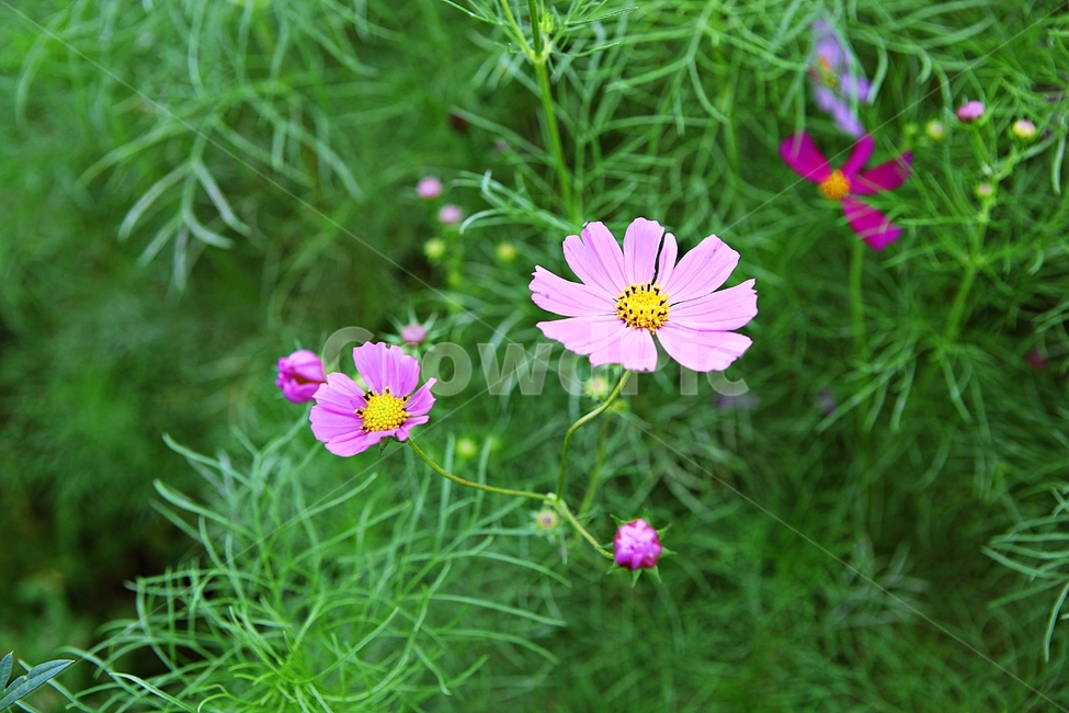 코스모스,꽃,꽃잎,식물,자연,공원,가을,가을꽃,식물,자연,plants,nature,꽃,flower