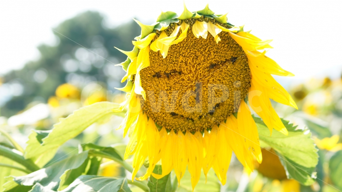 해바라기,해바라기축제,가을,꽃,식물,여름,계절,summer,season,식물,자연,plants,nature,꽃,flower,plant,blossom