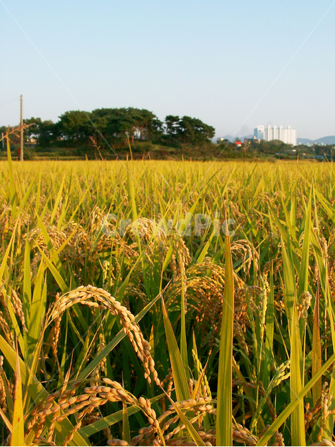 가을,논,벼,곡식,추수,시골,벼농사,산업,industry,industrial,농업,농사,agriculture,farming,farming industry