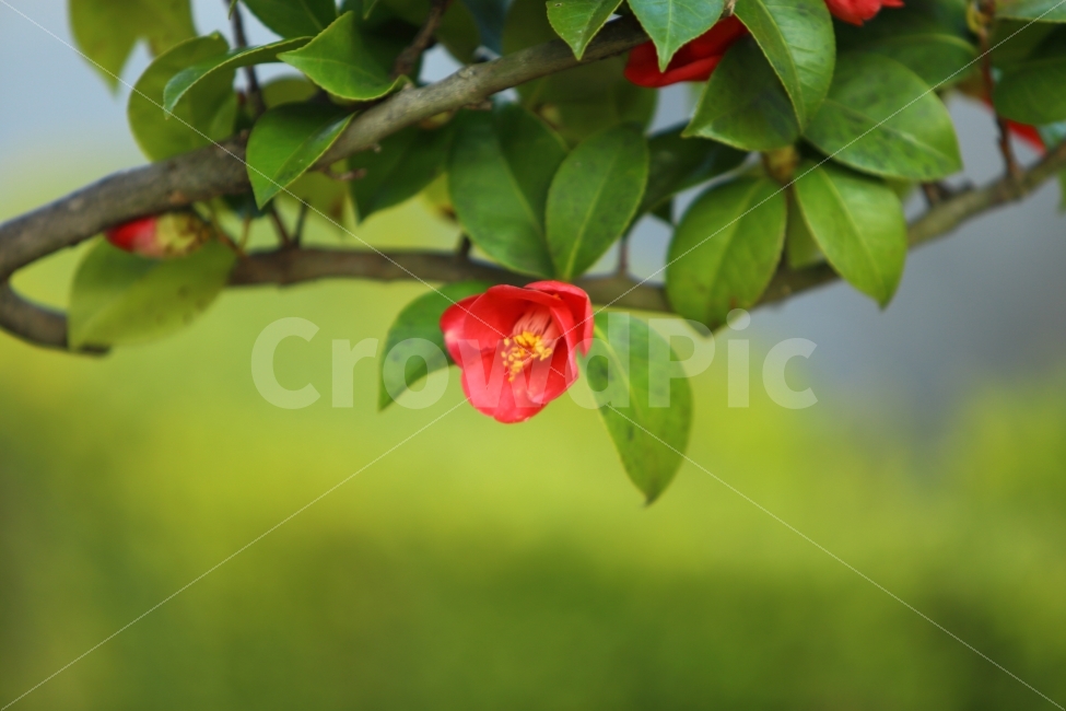 동백,동백꽃,겨울꽃,빨간꽃,배경화면,자연,식물,나무,식물,자연,plants,nature,꽃,flower