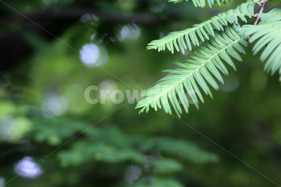 forest,green,nature,tree,leaf,summer,background,Freshness,Emotion