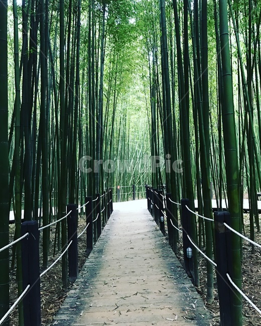 울산,태화강,대나무숲,십리대밭,강,자연,풍경,nature,landscape,식물,plants,나무,trees,wood,plant