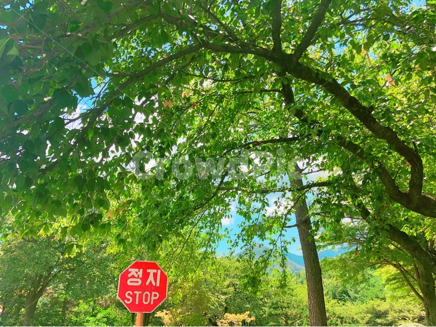 여름,청량,이정표,하늘,초록색,정지,stop,자연,풍경,nature,landscape,tree,나무,plant,식물