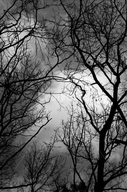 나무,하늘,흑백,음침한,서늘한,자연,풍경,nature,landscape,흑백,모노톤,monochrome,black and white,silhouette,실루엣,tree,plant,식물