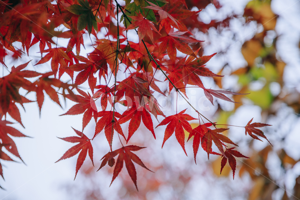 가을,단풍,나뭇잎,나무,붉은,빨간,잎,잎사귀,가을,계절,fall,autumn,season,leaf,plant,식물,tree,maple