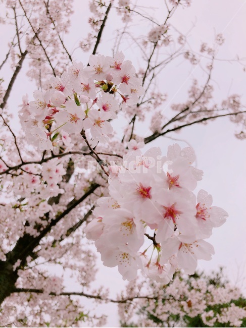 벚꽃,벚나무,사랑,배경,핑크,봄,계절,spring,season,식물,자연,plants,nature,꽃,flower,plant,blossom
