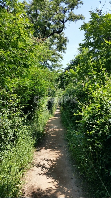 오솔길,path,trail,plant,초목,tree,나무,forest,숲,자연,nature,woodland,삼림지,outdoors,아웃도어