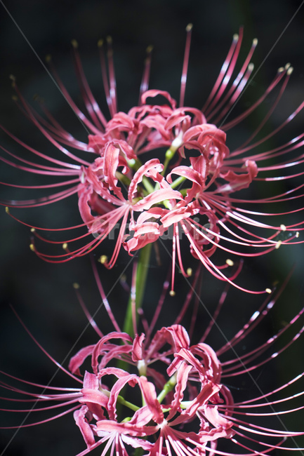 꽃무릇,석산,상사화,꽃,식물,자연,접사,근접,아름다운,식물,자연,plants,nature,꽃,flower