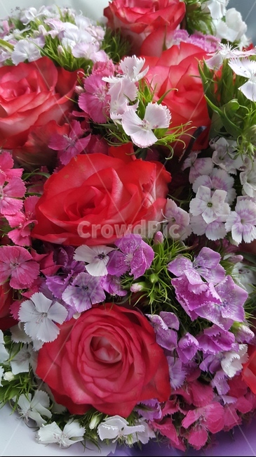 꽃다발,장미,패랭이꽃,flower,roes,apink,abouquet,abunchofflowers,꽃,flower