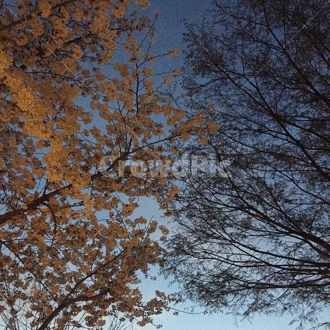 나무,벚꽃,하늘,봄,저녁,겨울,고즈넉한,가을,계절,fall,autumn,season,tree,plant,식물