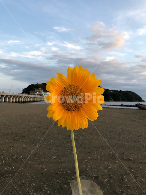 해바라기,바다,plant,식물,blossom,꽃,flowerarrangement,꽃꽂이,flowerbouquet,꽃부케,flower,꽃다발,bunchofflowers