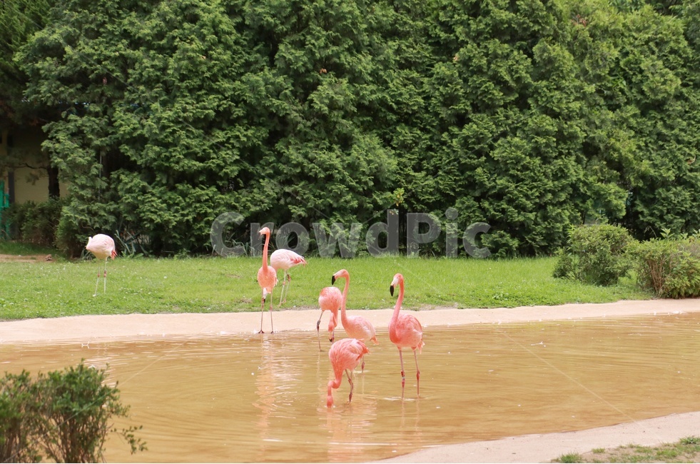 홍학,동물원,서울대공원동물원,새,조류,서울대공원,여름,summer,zoo,동물,animal,birds,동물,animal,조류,새,birds