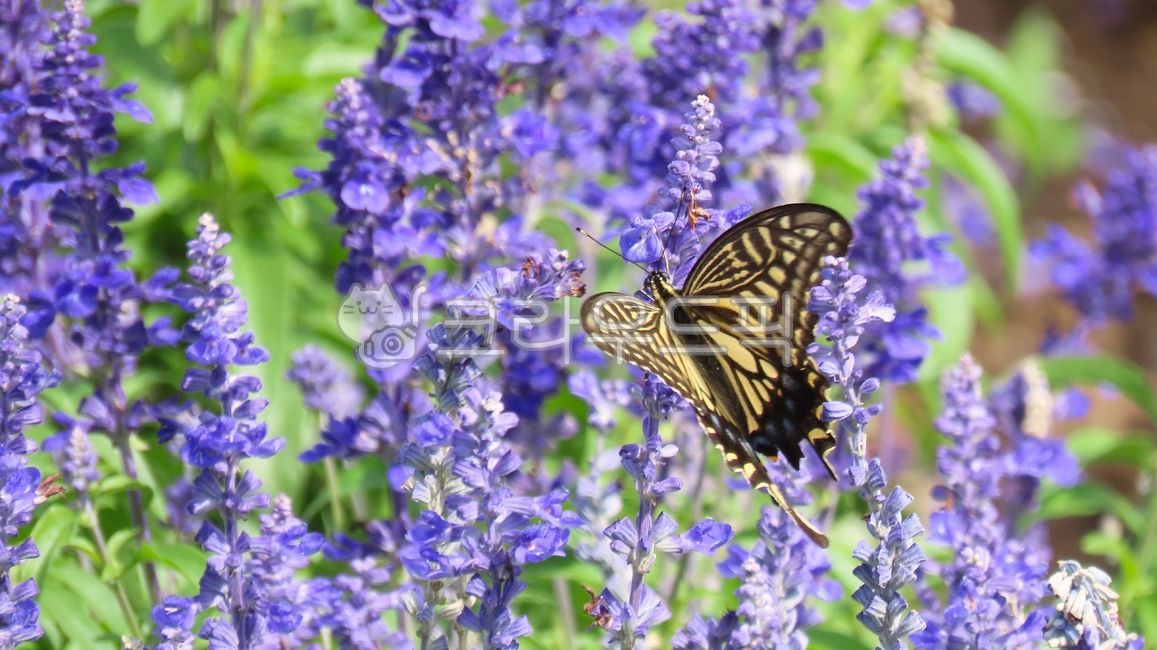 butterfly,plant,purple,swallowtail butterfly,salvia,green,sesame flower