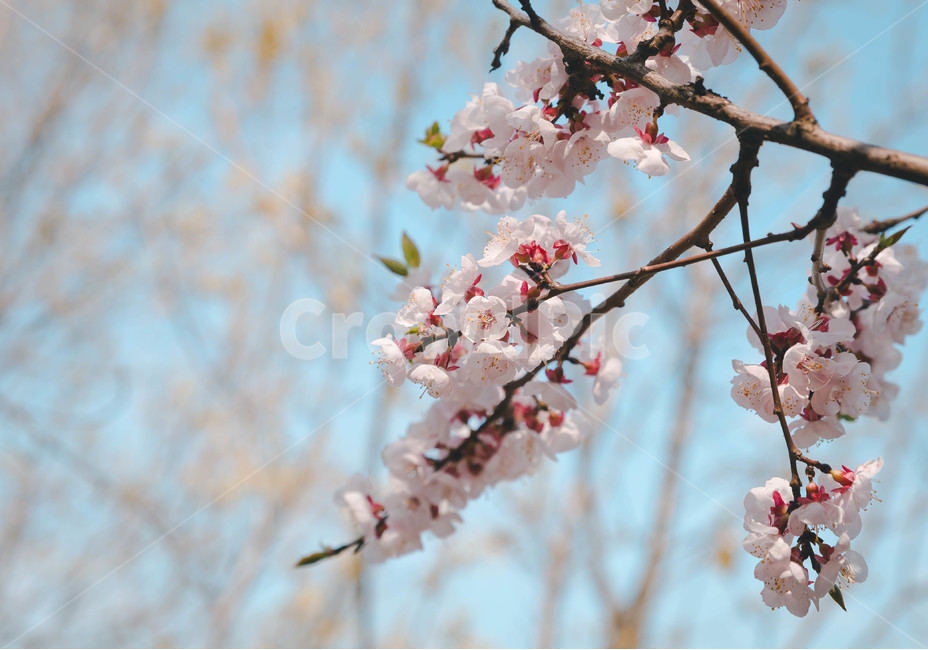 봄,벚꽃,봄꽃,꽃잎,flower,blossom,cheeryblossom