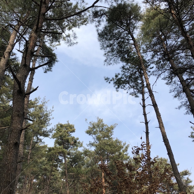 산,운동,봄,힘들다,나무,자연,풍경,nature,landscape,tree,plant,식물,fir,전나무,tree trunk,나무 줄기