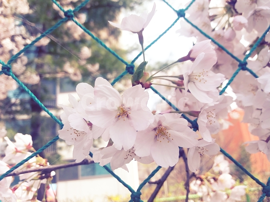 꽃,식물,벚꽃,flower,cherryblossom