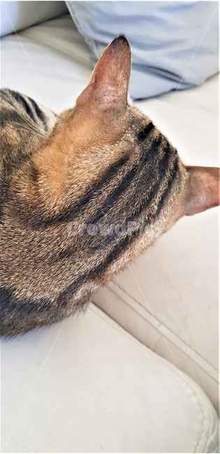 고양이,고양이뒷모습,뒤통수,줄무늬고양이,애완동물,귀여운,고양이뒤통수,동물,cat,thebackofacat,thebackofthehead,astripedcat,pet,cute,animal,동물,animal,포유류,mammal,고양이,cat,kitten,kitty