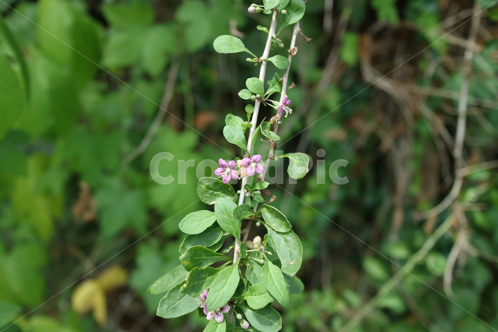 flower,꽃,blossom,plant,식물,들꽃,정원,야외,공원