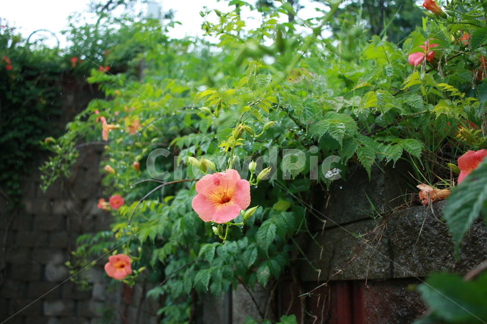 우중출사,장마,능소화,금등화,비방울,식물,자연,plants,nature,꽃,flower,비,비오는날,rain,rainy