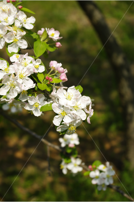 꽃사과,식물,flower,plants,nature,꽃,꽃봉오리,color,나무,식물,자연,plants,nature,꽃,flower