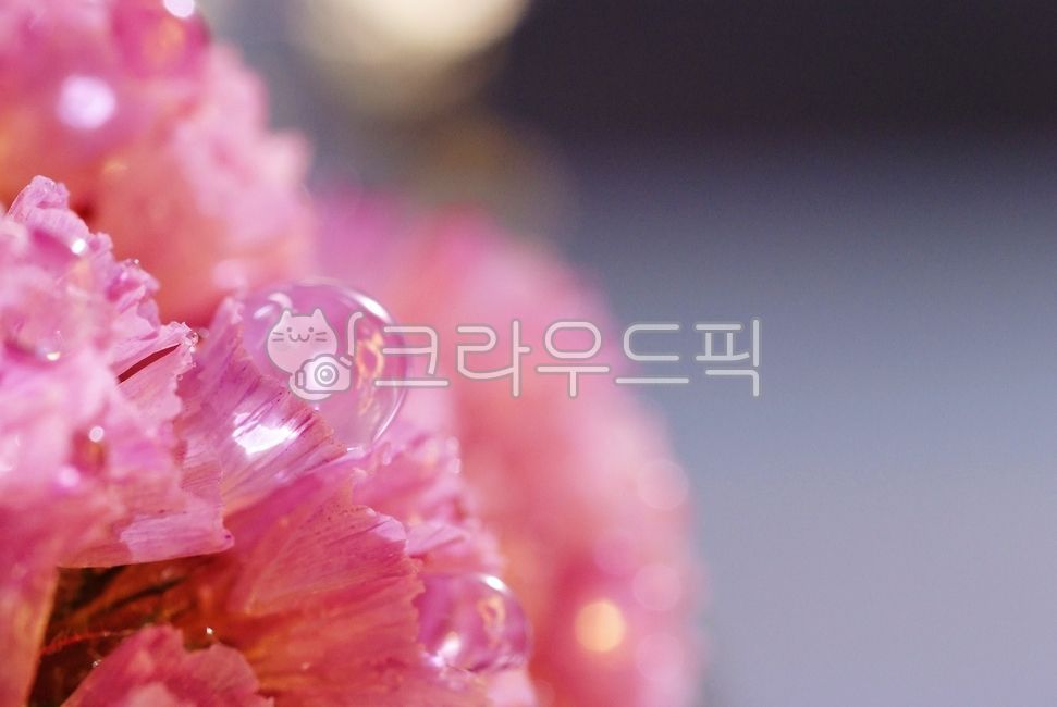 water drop,pink,reflection,light,sunflower,flower