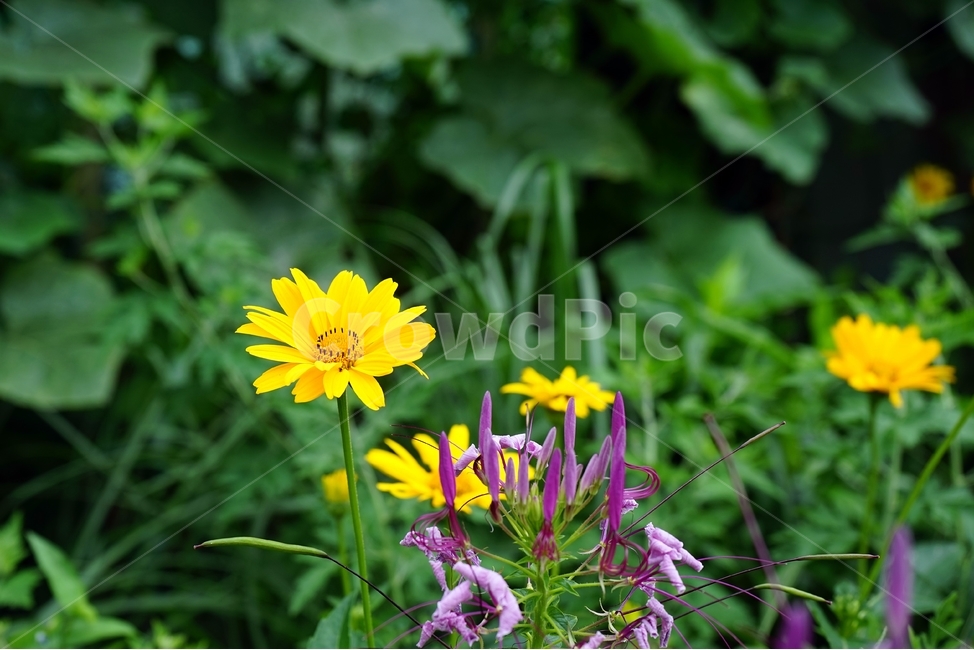꽃,암술,식물,노랑,정원,보라,식물,자연,plants,nature,꽃,flower