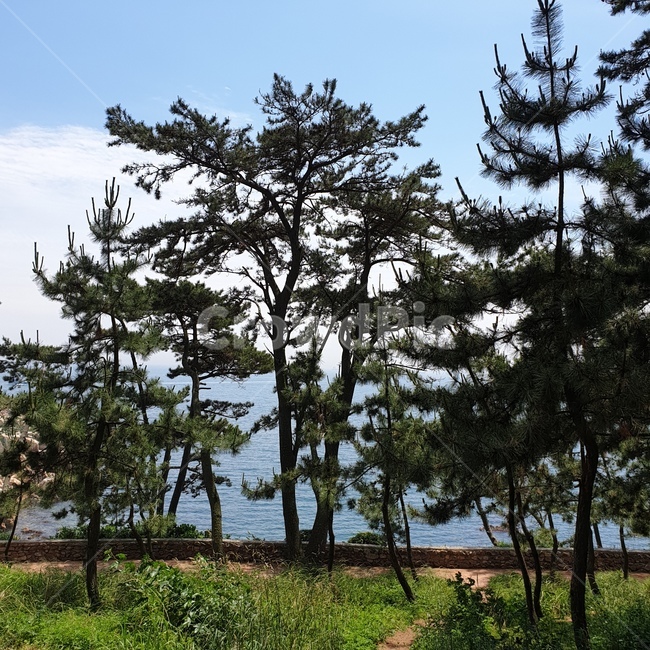 나무,소나무,바다,하늘,자연,숲,풍경,경치,하늘색,구름