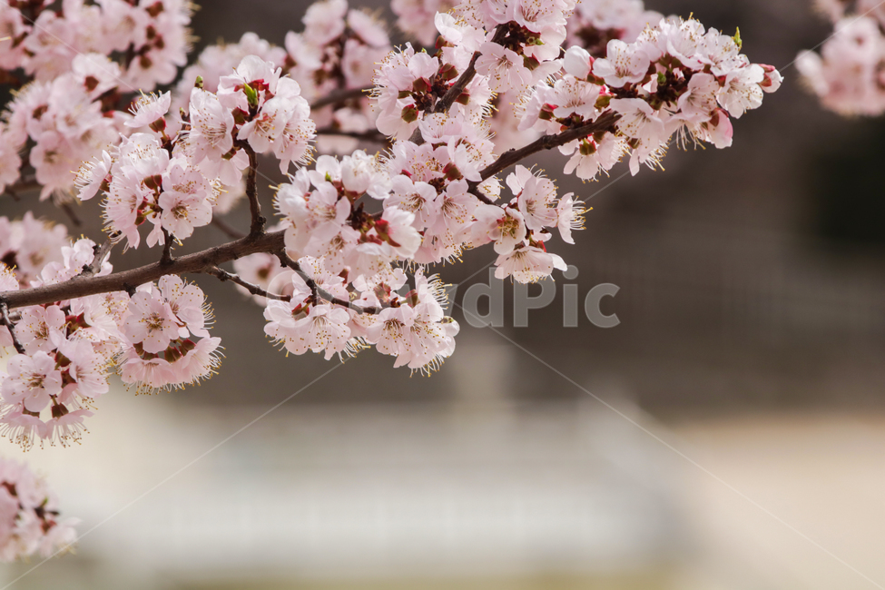 벚꽃,식물,꽃,풍경,봄,봄,계절,spring,season,식물,자연,plants,nature,꽃,flower,plant,blossom