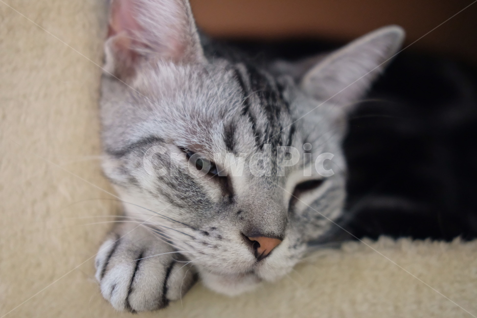 Meow,Catfight,cat,Im sleepy,languid