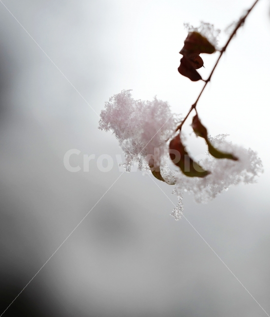 첫눈,눈,겨울,눈꽃,나뭇잎,계절,겨울,계절,winter,season,식물,자연,plants,nature,감성,sensible,feeling