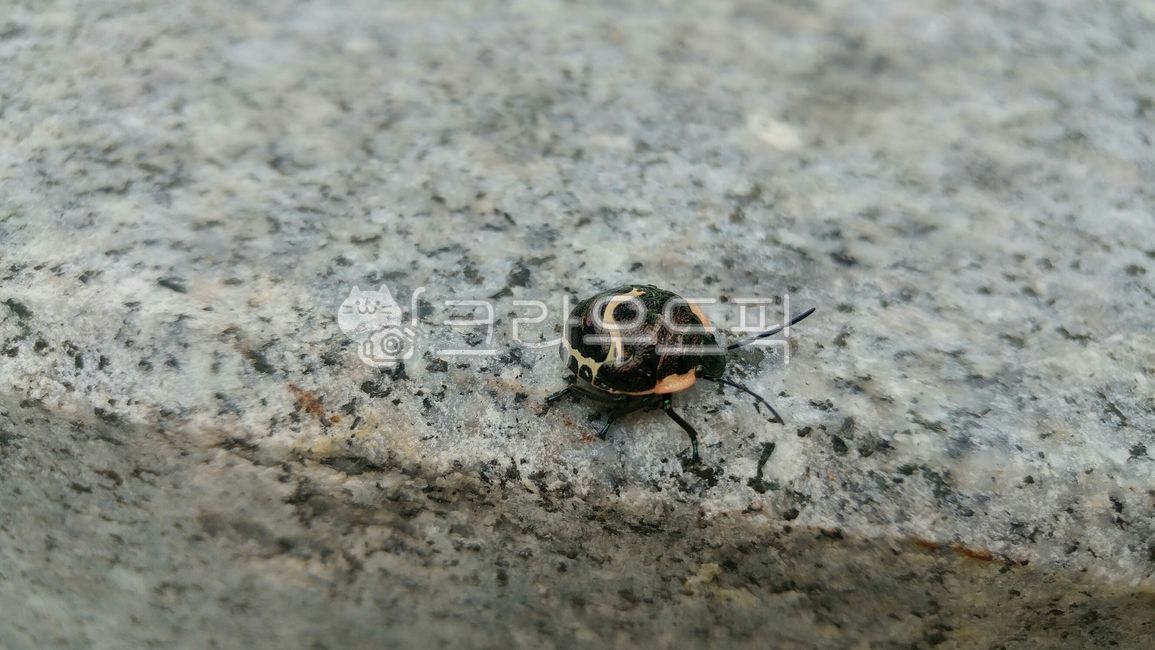 곤충,동물,애벌레,유충,광대노린재