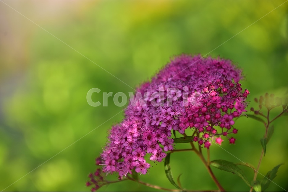 조팝,분홍조팝,일본조팝나무,조팝꽃,장미과,식물,자연,plants,nature,꽃,flower