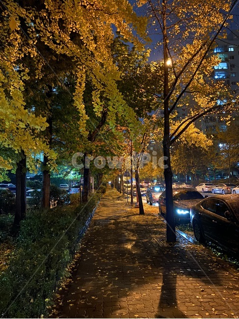 path,통로,walkway,sidewalk,포장,pavement,보도,단풍,leaves,가을,autumn