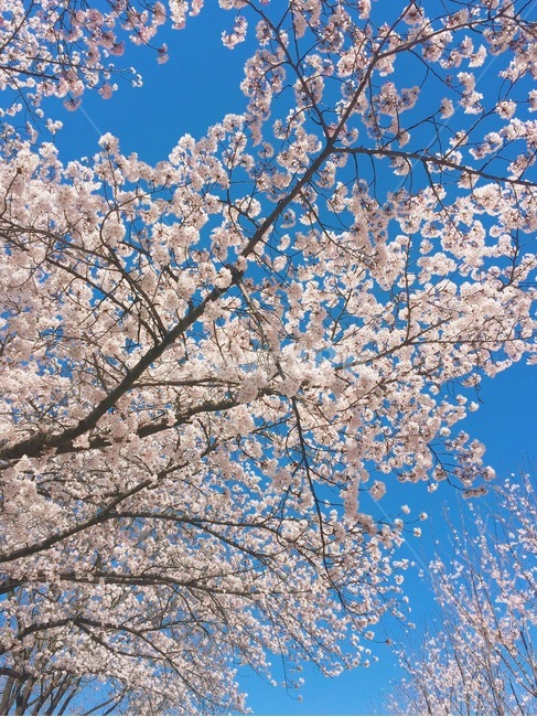 벚꽃,봄,꽃,감성,풍경,식물,자연,하늘,계절,blossom,flower,plant,spring,나무,봄,계절,spring,season,식물,자연,plants,nature,꽃,flower