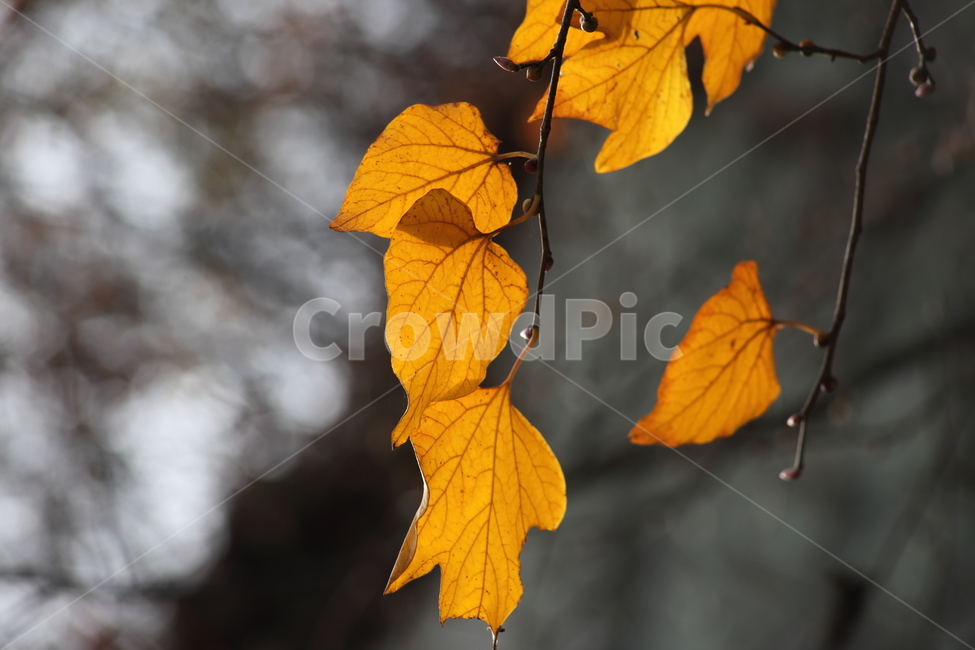 단풍,잎,식물,가을,redleaves,가을,계절,fall,autumn,season,식물,자연,plants,nature,veins,정맥,leaf,plant