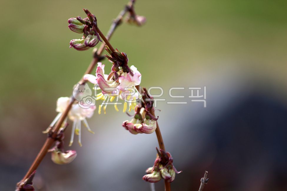 plant,flower,꽃,식물,길마가지,길마가지나무