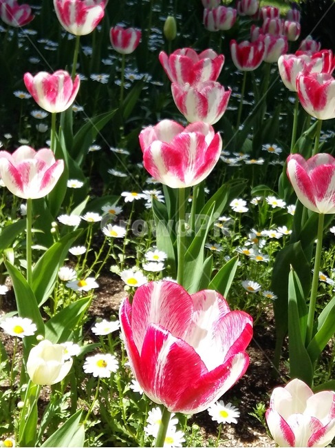 아침고요수목원,봄꽃,꽃,튤립,flower,계절,아름다움,꽃잎,자연,nature,힐링,tulip,화단,핑크,식물,plant,꽃향기
