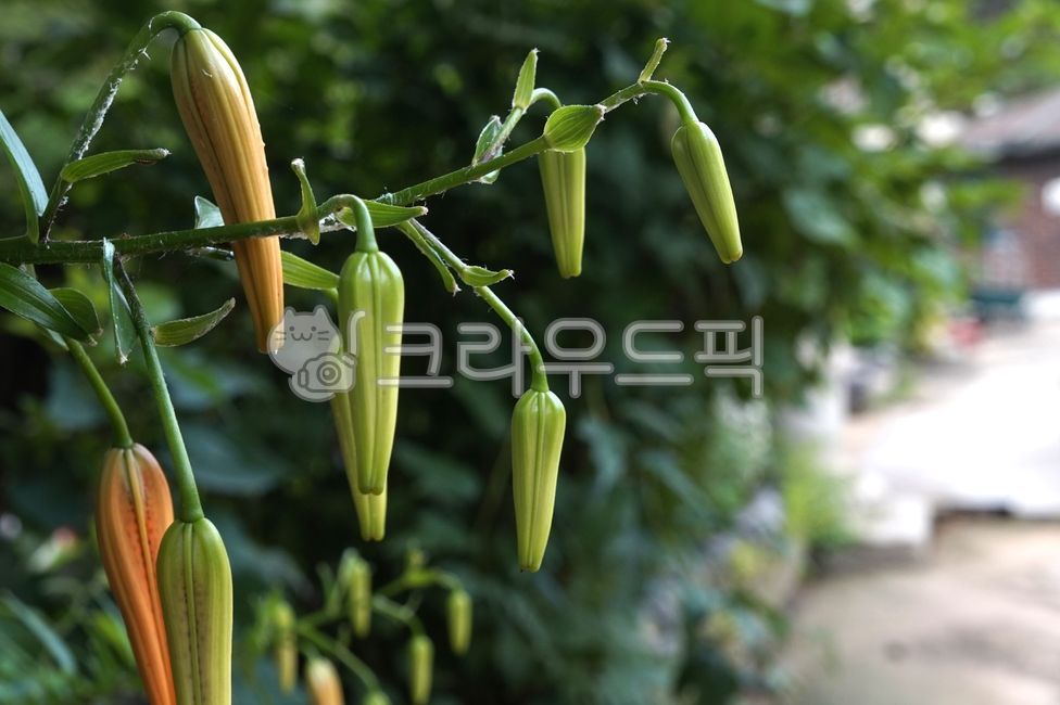 Tigerlily,lily family,tigerlilly,plant,tiger lily,gardening