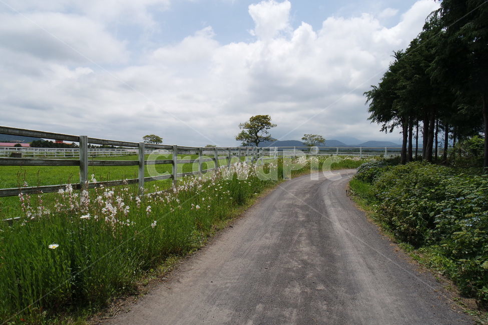 길,목장길,렛츠런팜,목장올레길,제주도,자연,풍경,nature,landscape,road,도로,outdoors,옥외,dirt road,흙길,gravel,자갈