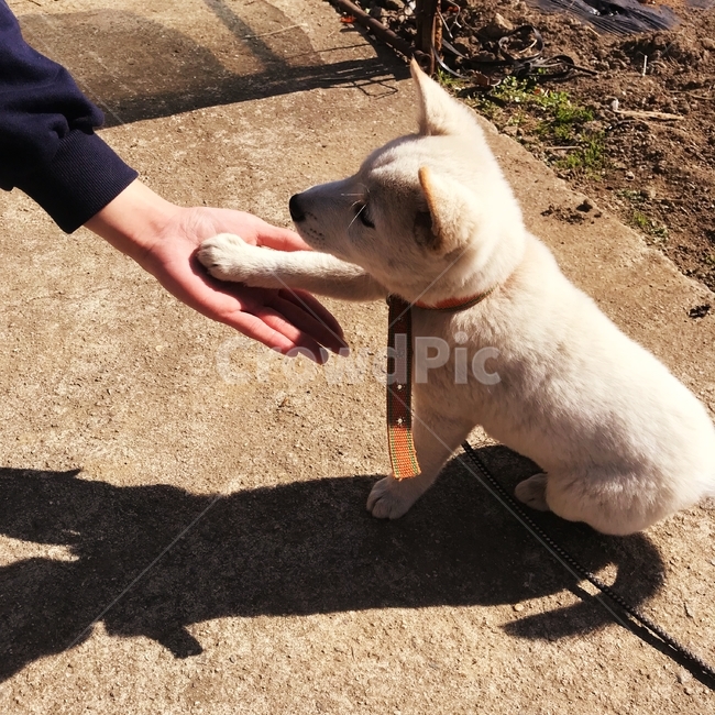 멍멍이,개,강아지,손,시골,믹스견,dog,똥개,귀여운,아기강아지,animal,반려견,순둥이