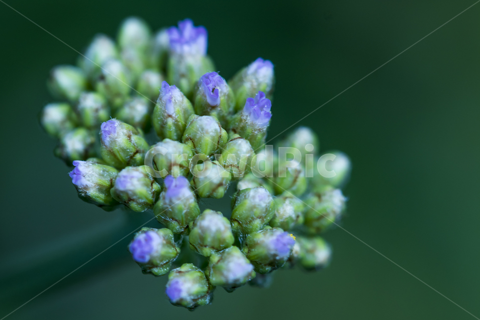 꽃,작은꽃,귀여운꽃,작고귀여운꽃,꽃봉우리,식물,자연,plants,nature,꽃,flower