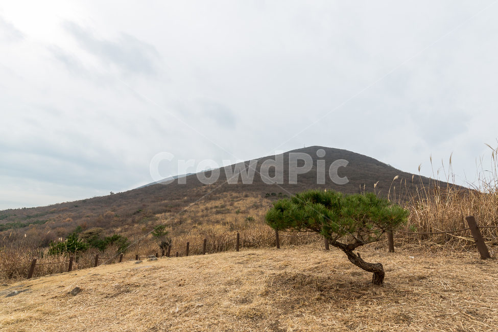 무등산,나무,숲,산길,산,억세,자연,풍경,nature,landscape,한국자연풍경,한국자연경관,korea nature landscape,outdoors,옥외