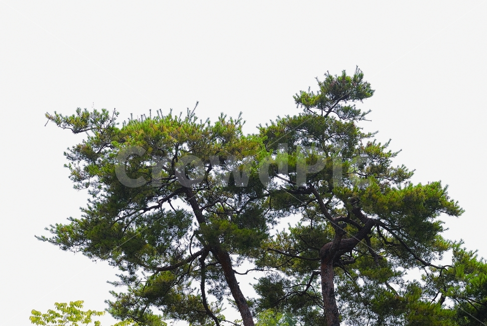 배경,소나무,누끼,국산,토종,재선충,재선충병,예방,방재,산림,병해충,총력,의심목,시료,채취,산림환경,연구소,검경,의뢰,공원,가로수,녹지대,방제활동,방제,매개충,발생,경계,임야,지상,연막기,차량,휴대용,보호수,철저,차단,명품,품종,비상,선재,대응,항공예찰,식물,식물,자연,plants,nature