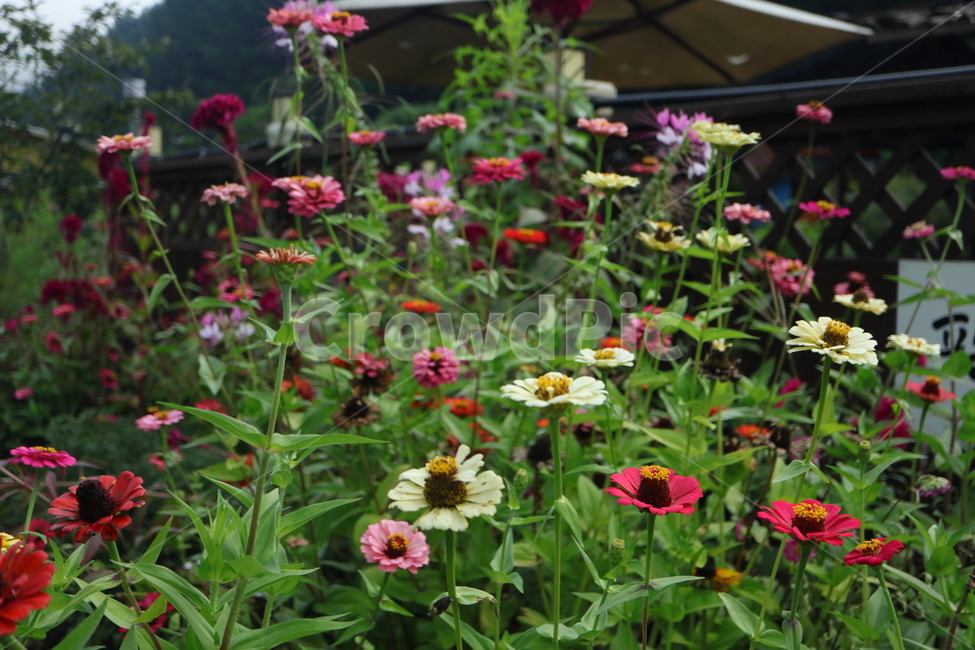 plant,식물,백일홍,꽃밭,zinnia,ninniaelegans,분홍색백일홍,국화과,속씨식물,쌍떡입식물,초롱꽃목,원예종,백일홍군락지