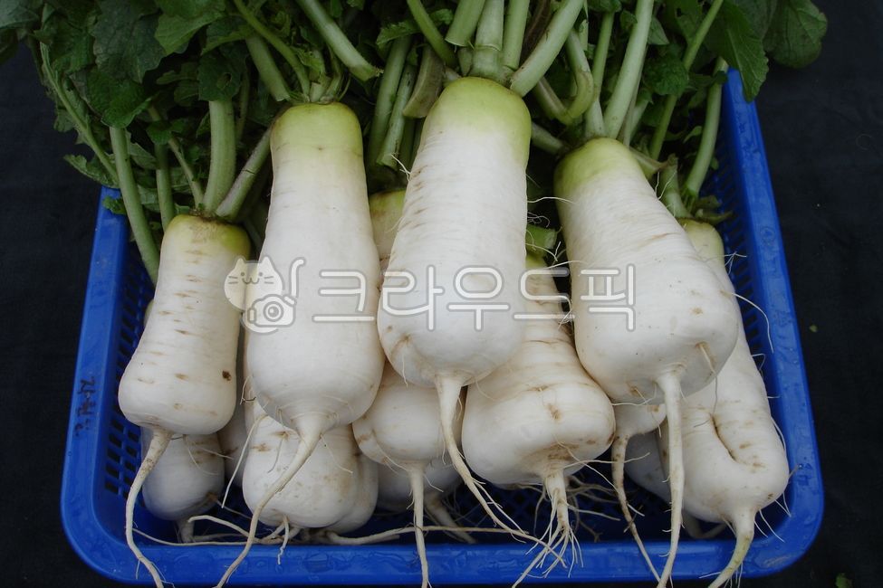 식물, plant, 야채, vegetable, 음식, 사진,이미지,일러스트,캘리그라피 - 휴먼천사작가