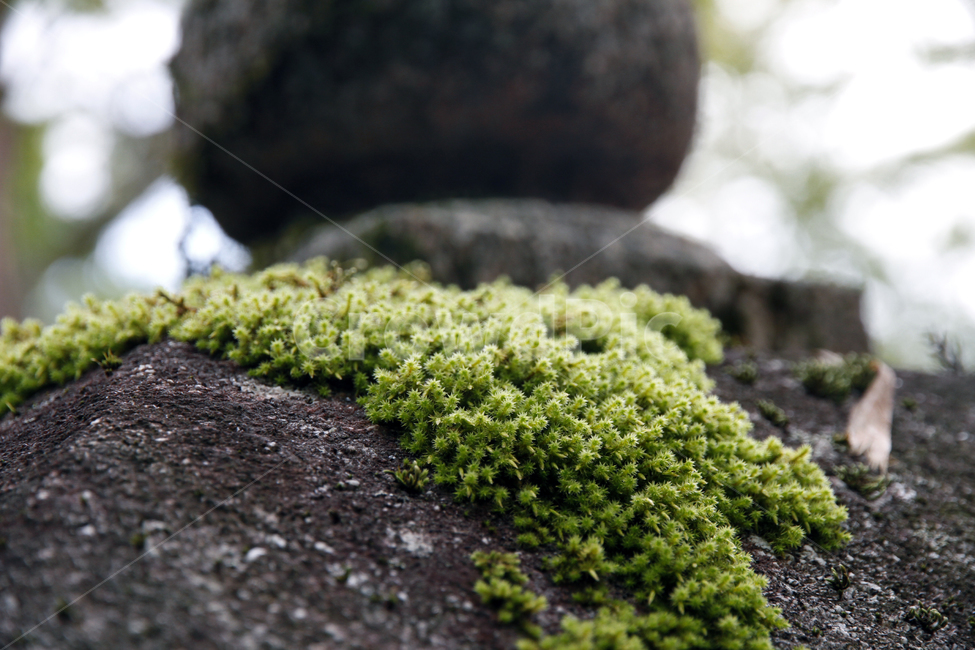 자연,moss,이끼,plant,식물,그린,생명,nature,green