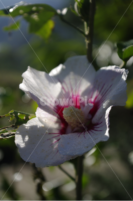 무궁화,꽃,flower,식물,plant,식물,자연,plants,nature,꽃,flower